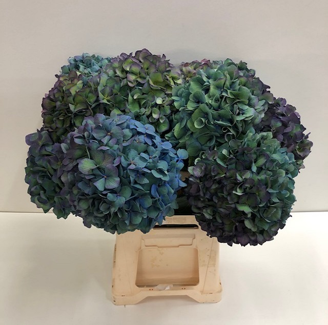 Hydrangea pimpernel classic.jpg